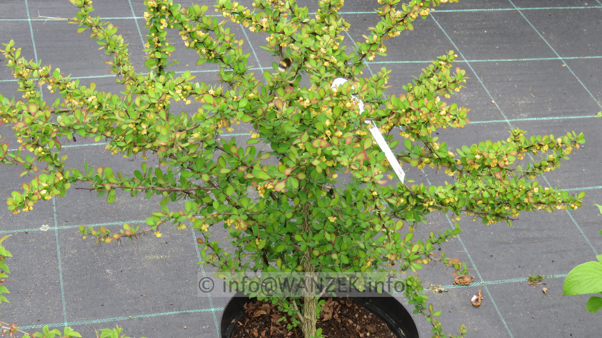 Berberis thunbergii - Austrieb.JPG